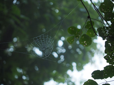 雨上がり、いたるところでクモの網が浮き上がる。