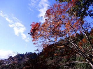 コハウチワカエデの紅葉（山内の紅葉が見頃です）