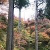 蔵御嶽神社の紅葉　緑・赤・黄色・オレンジ・茶色…なんてにぎやか！