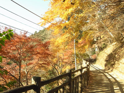 ケーブルカー御岳山駅付近　光にあたるとまだまだ綺麗です！　紅葉はお早めに。