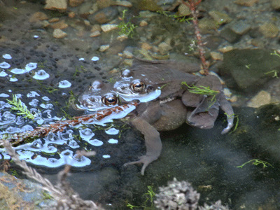 池に集まったカエルたちそーと近づかないと、逃げちゃう！気配を消しきった解説員が激写しました。