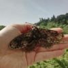 イボタガ　絨毯生地のような模様がステキ！春にしか出会えない蛾です。
