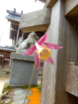ヤマオダマキ　狛犬に見守られ、神社の境内内にて開花中！