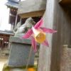 ヤマオダマキ　狛犬に見守られ、神社の境内内にて開花中！