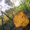 黄葉したカツラの葉　登山道からあま～い香りがしたらカツラの葉のにおいかもしれません。黄色いハート型の葉があったら嗅いでみてください！