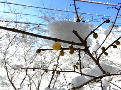 表参道のロウバイ　まだまだ蕾が目立っていますが、少し開いているお花も…　雪に積もられ寒そうですね。