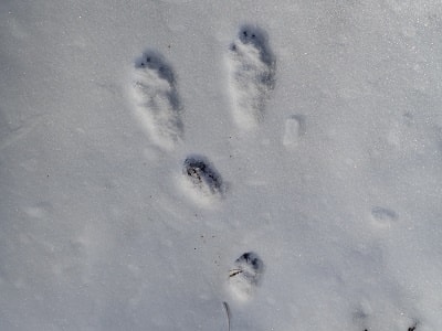 薄い雪の上にかわいいノウサギの足跡をみつけました