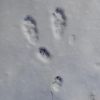 薄い雪の上にかわいいノウサギの足跡をみつけました
