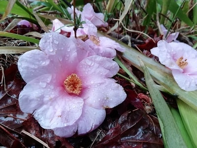 落椿　富士峰園地で大輪の花が落ちています。落ちてもキレイですね