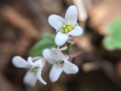 ユリワサビが開花　ロックガーデンや七代の滝周辺で咲いてます。
足元が春めいてきました。
