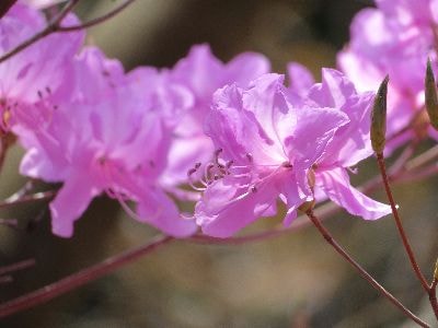 ミツバツツジ　開花中　ケーブルカーに乗ると満開に咲いているミツバツツジに出会えます。大塚山方面の見頃は来週あたりになりそうです