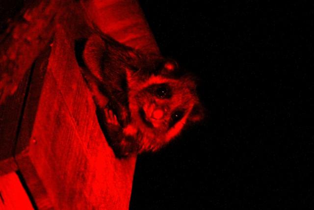 昨夜、ムササビを観察しました！巣箱から顔を出したムササビ。お目目がパッチリ。伸びをした後、滑空して森の中へ。