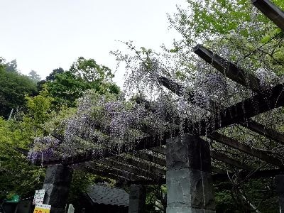 御岳平のフジ棚が開花中です。紫色の花が垂れ下がった様子がキレイです。