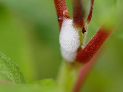 登山道脇の植物の茎についた泡、この季節よく見られます。小さいアワアワの中にはアワフキムシという虫の幼虫がいます。