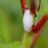 登山道脇の植物の茎についた泡、この季節よく見られます。小さいアワアワの中にはアワフキムシという虫の幼虫がいます。