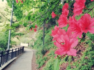 ケーブルカー御岳山駅から表参道への道のヤマツツジがキレイに開花中！ まだ蕾も多いため、これからが見頃です。