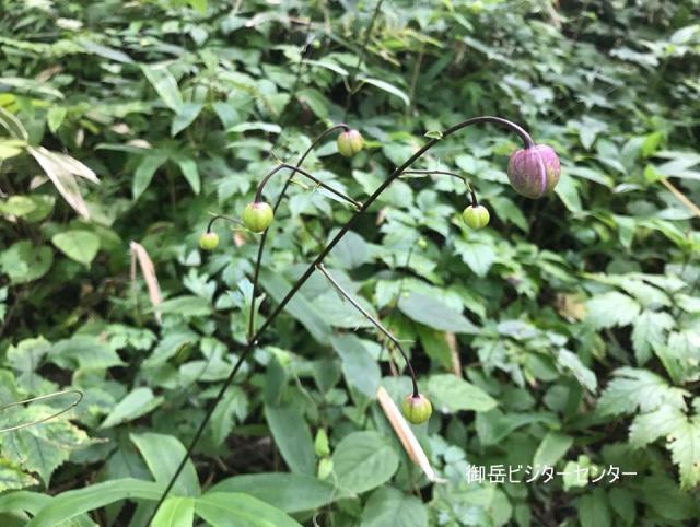 富士峰園地のレンゲショウマは7/30現在で8輪開花