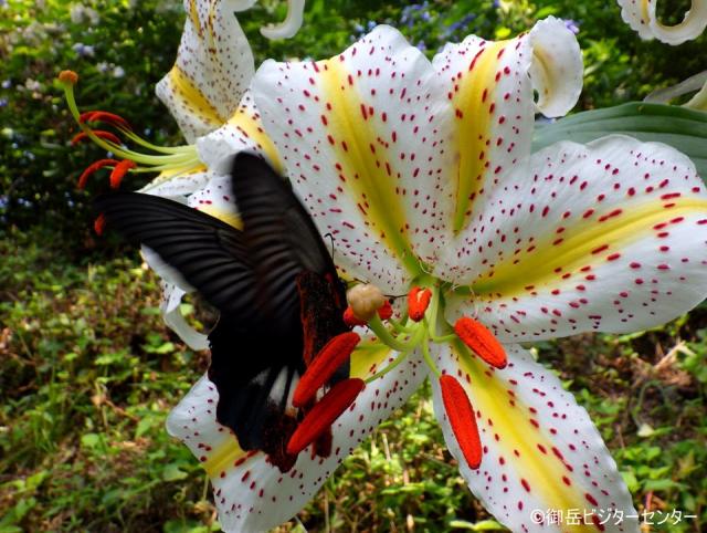 ヤマユリにナガサキアゲハが訪れていました。蜜を吸ったあと後翅にはやはり茶色の花粉がびっしりついて別の蝶のようでした。