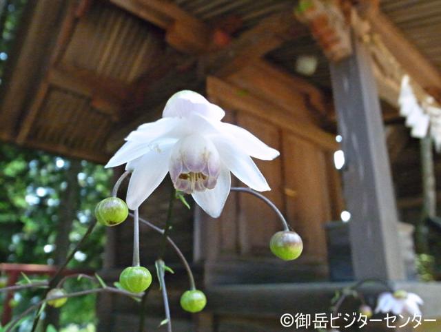 レンゲショウマ　武蔵御嶽神社の石段脇や本殿の裏で開花中　