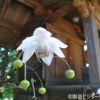レンゲショウマ　武蔵御嶽神社の石段脇や本殿の裏で開花中　