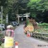 滝本駅前の大イチョウが倒れてしまいました。 樹齢500年以上の巨木が台風通過数日後に突然倒れました。通行に支障ありません。