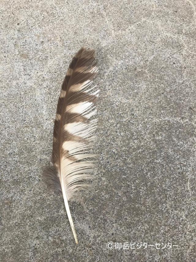 今朝、拾った大きな羽はフクロウのものでした。フクロウはなかなか見ることはできませんが、こうしてフィールドサインでその存在を確認することはできます。