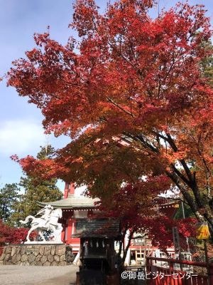 宝物殿前　武蔵御嶽神社の付近には綺麗に染まるモミジに出会えます！