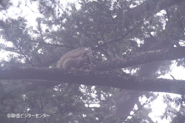 「カリカリカリ」木の上から音がしたので、何かいると思い探して見ると、リスがいました！