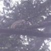 「カリカリカリ」木の上から音がしたので、何かいると思い探して見ると、リスがいました！