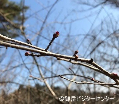 大塚山への道にはツノハシバミの花も咲いていました