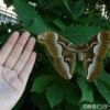 ヤママユの仲間の大きな蛾シンジュサン。比較すると大きさが際立ちます。