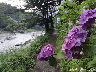 御岳渓谷　梅雨空に良く似合うアジサイ。いくつかの品種が渓谷沿いで見ることができて、目を楽しませてくれます