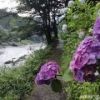 御岳渓谷　梅雨空に良く似合うアジサイ。いくつかの品種が渓谷沿いで見ることができて、目を楽しませてくれます