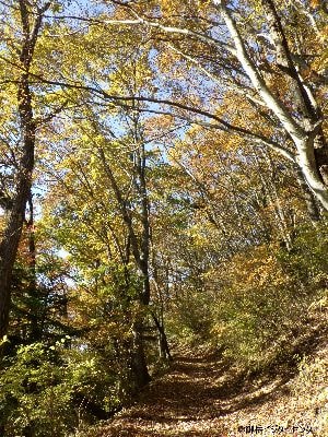 大塚山への登山道　赤く染まる木々はほぼありませんが優しい黄葉が楽しめます。