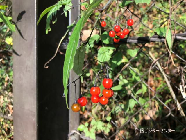 ケーブルカー御岳山駅からビジターセンターの間ではツル植物のヤマホロシの実が鮮やかな赤に色づいてきました。