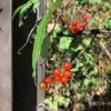 ケーブルカー御岳山駅からビジターセンターの間ではツル植物のヤマホロシの実が鮮やかな赤に色づいてきました。