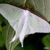 オオミズアオ　美しい翅を持つ大型の蛾の仲間