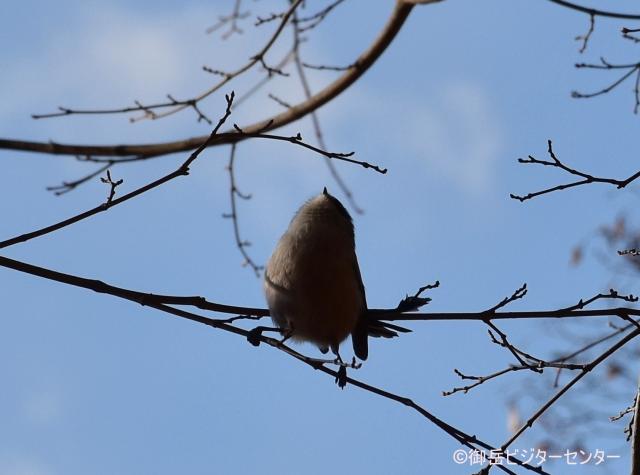 エナガがちょうど上を向いているところ。エナガは日本で一番嘴が短い小鳥と言われていますが、うなずける短さです