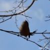 エナガがちょうど上を向いているところ。エナガは日本で一番嘴が短い小鳥と言われていますが、うなずける短さです