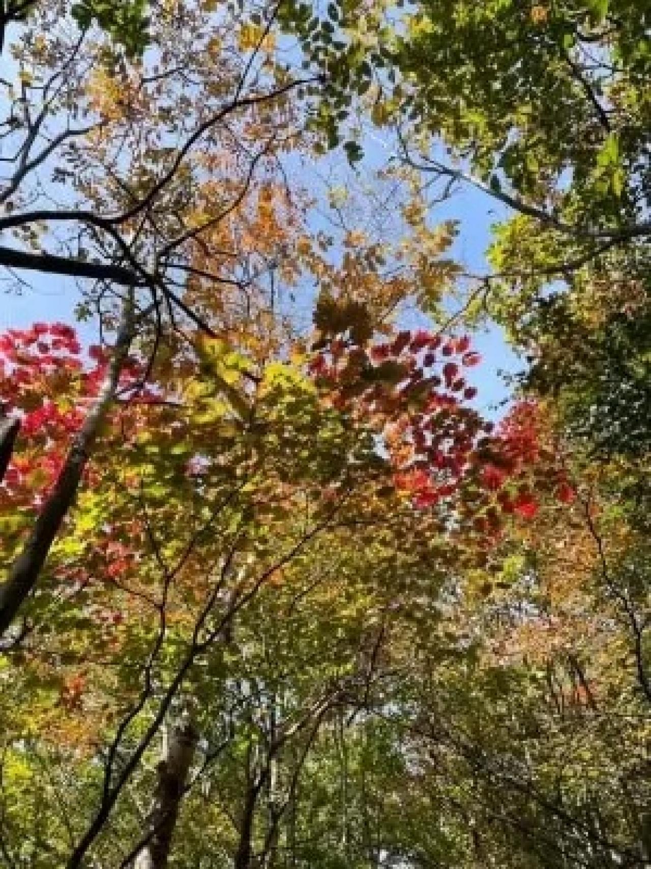 大岳山周辺の紅葉　少しだけ色づいている所もありますが、紅葉本番はまだ先かな？