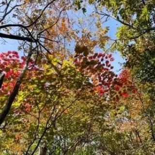 大岳山周辺の紅葉　少しだけ色づいている所もありますが、紅葉本番はまだ先かな？