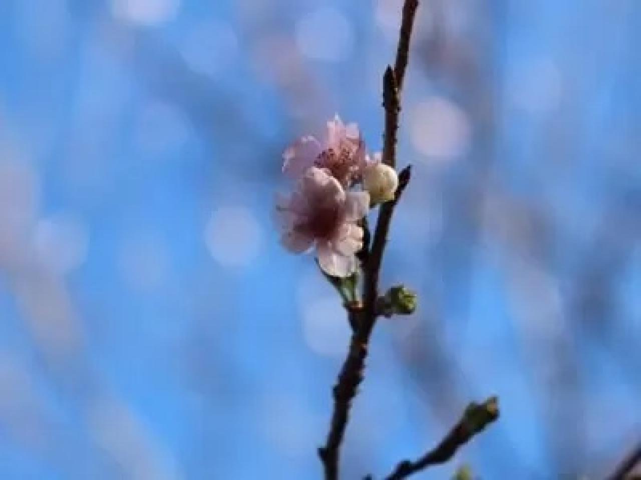青空に映えるジュウガツザクラ　神社周辺で開花