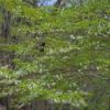 川苔山のシロヤシオ　5月11日現在3分咲きです。