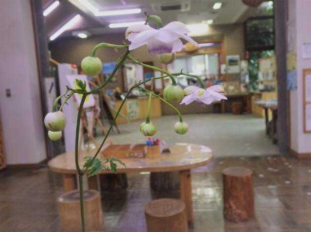 館内にあるレンゲショウマの鉢植の開花がやっと始まりました！今は２輪だけですが、これから他の蕾も開き始めるでしょう。