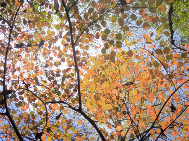 カツラの落ち葉で絨毯に。葉からは甘い良い香りがします。