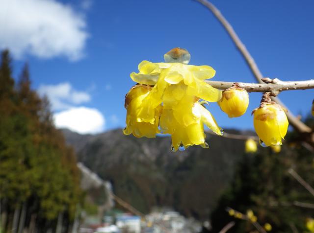 氷川渓谷の一角で早くもロウバイの花が見頃です。