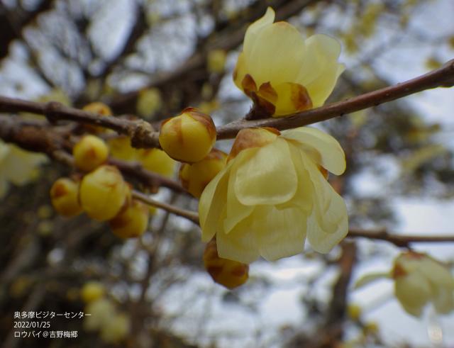 吉野梅郷ではロウバイなどが咲いています