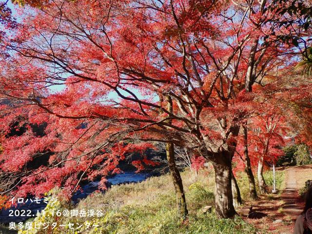 紅葉の御岳渓谷　