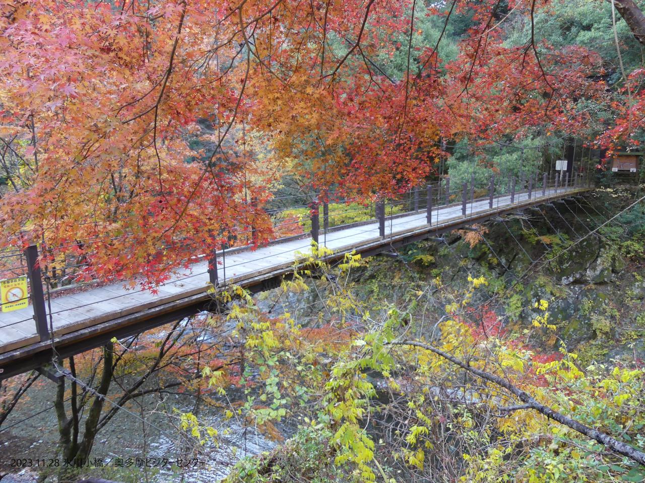 山の紅葉は終わり、溪谷も終盤　氷川小橋付近は、角度によってはまだきれいな写真が撮れてオススメです