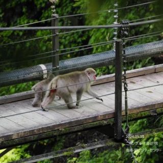 登計橋にて　ニホンザルの親子　5月10日撮影